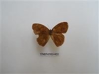 藏品(小眉眼蝶)的圖片